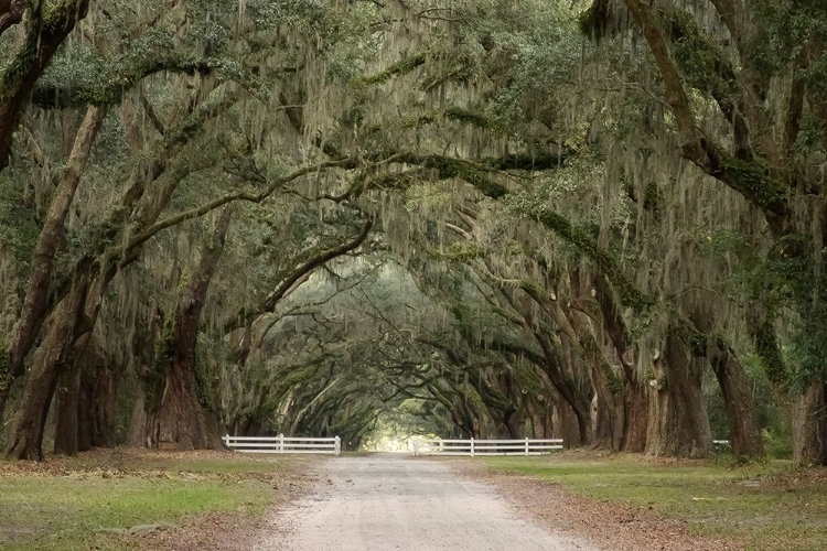 Somerset House - Images. LIVE OAK ALLEY-SAVANNAH-GEORGIA