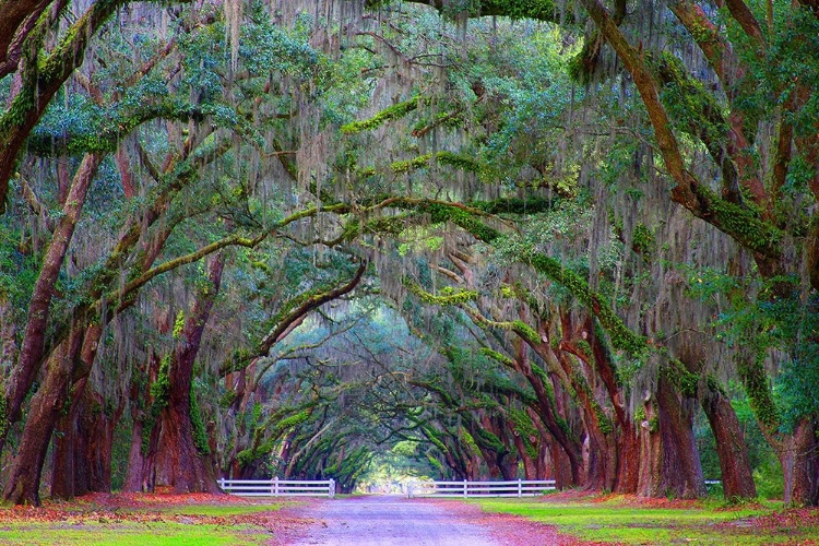 Picture of OAK ALLEY-WORMSLOE PLANTATION-SAVANNAH-GEORGIA-USA