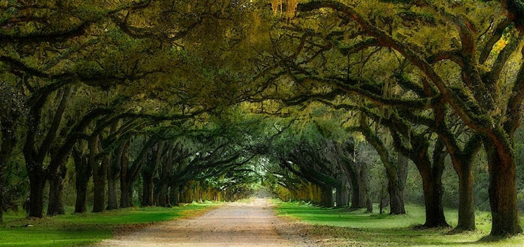 Picture of OAK ALLEY-WORMSLOE PLANTATION-SAVANNAH-GEORGIA-USA