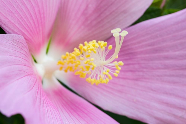 Picture of GEORGIA-SAVANNAH CLOSE-UP OF HIBISCUS FLOWER