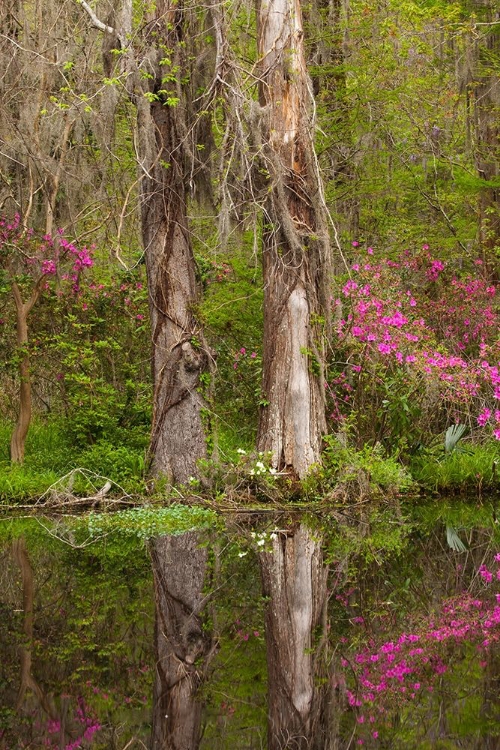 Picture of SOUTH CAROLINA-CHARLESTON AZALEAS BLOOMING ALONG PONDS EDGE AT MAGNOLIA GARDENS