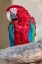 Picture of SCARLET MACAW