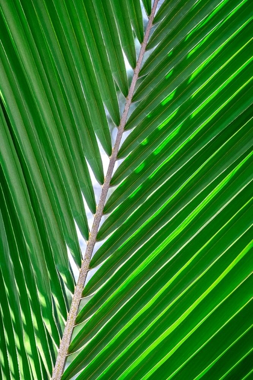 Picture of PALM FROND