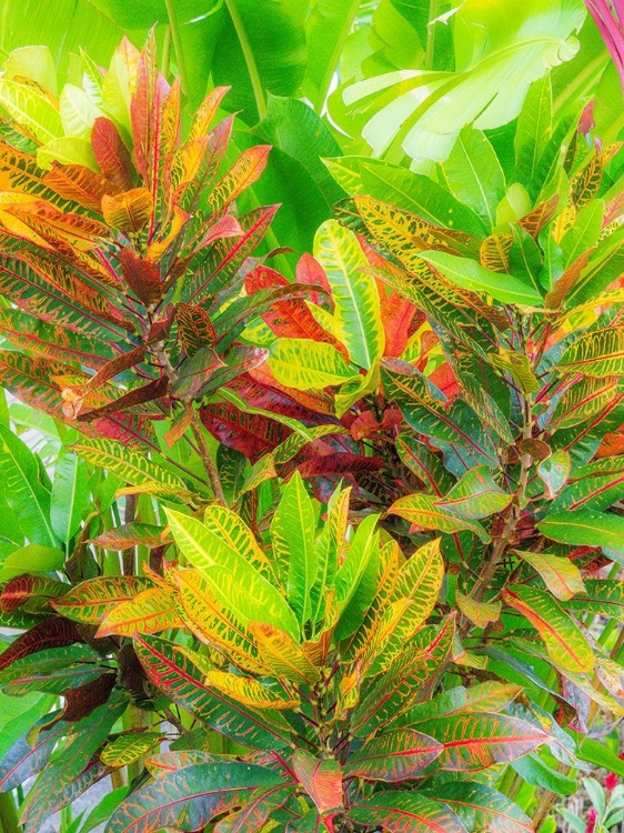 Picture of HAWAII-MAUI-KIHEI-CROTON TROPICAL AND COLORFUL LEAF PLANT