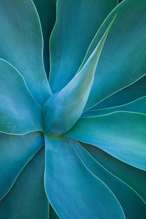 Picture of HAWAII-MAUI-KULA-AGAVE PLANT DESIGN