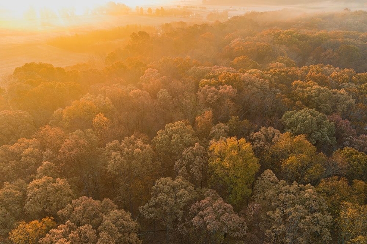 Picture of AERIAL VIEW OF FALL COLOR AT SUNRISE-MARION COUNTY-ILLINOIS