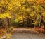 Picture of MAINE-AUTUMN COLORS