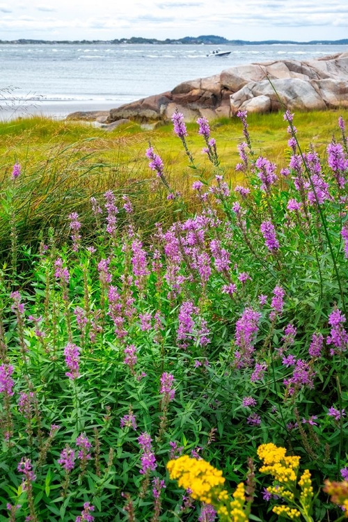 Picture of IPSWICH BAY-ANNISQUAM-MASSACHUSETTS-USA