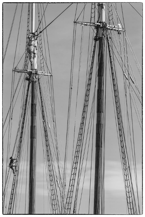 Picture of NEW ENGLAND-MASSACHUSETTS-CAPE ANN-GLOUCESTER-GLOUCESTER SCHOONER FESTIVAL-SCHOONER MASTS