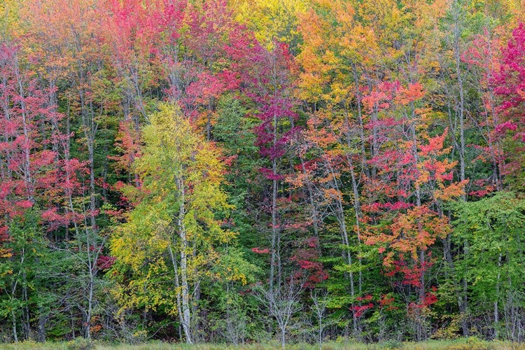 Picture of THORNTON LAKE IN FALL COLOR-ALGER COUNTY-MICHIGAN