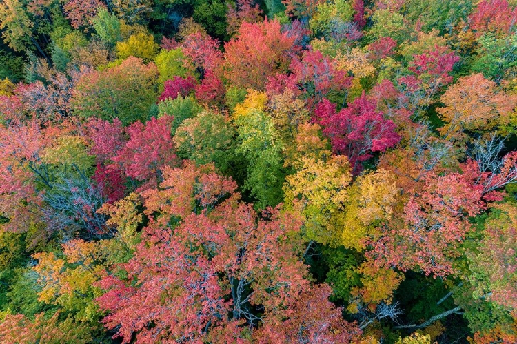 Picture of AERIAL VIEW OF HUGOBOOM LAKE IN FALL COLOR-ALGER COUNTY-MICHIGAN