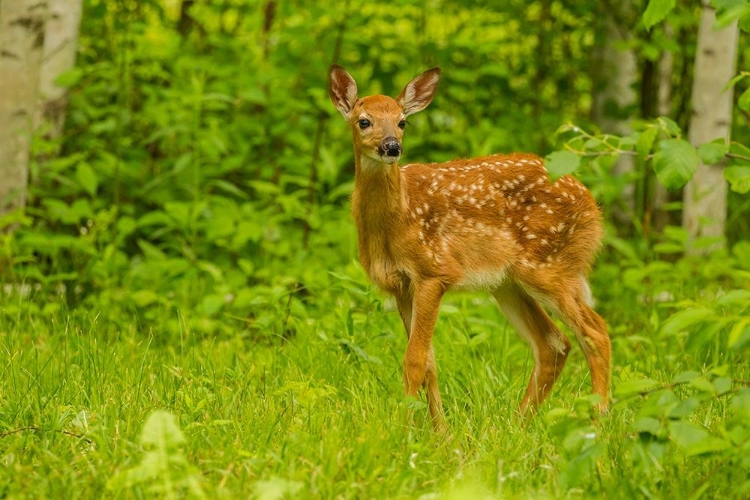 Picture of MINNESOTA-PINE COUNTY WHITE-TAILED DEER FAWN CLOSE-UP 