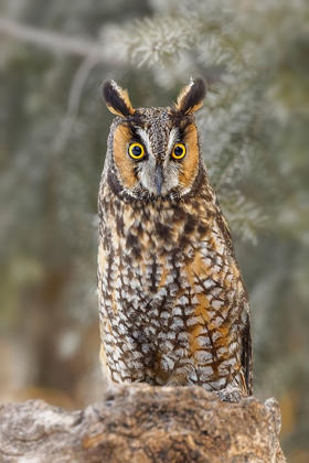 Picture of LONG-EARED OWL-ASIO OTUS-CONTROLLED SITUATION-MONTANA