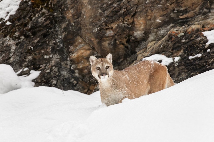 Picture of COUGAR OR MOUNTAIN LION IN DEEP WINTER SNOW-PUMA CONCOLOR-CONTROLLED SITUATION