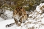 Picture of AMUR LEOPARD-PANTHERA PARDUS ORIENTALIS-CONTROLLED SITUATION