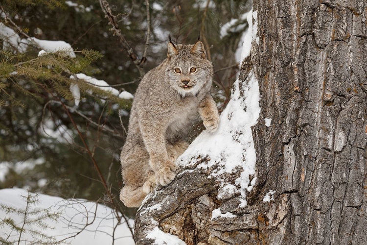 Picture of CANADA LYNX IN WINTER-LYNX CANADENSIS-CONTROLLED SITUATION