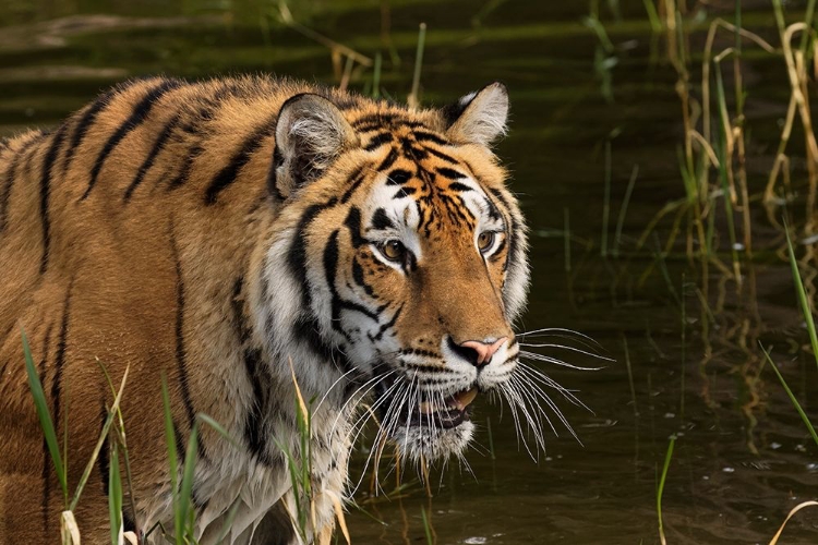 Picture of SIBERIAN TIGER-PANTHERA TIGRIS ALTAIC CAPTIVE