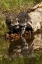 Picture of NORTH AMERICAN RACCOON-AND REFLECTION ON POND-PROCYON LOTOR-MONTANA