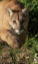 Picture of MOUNTAIN LION STALKING-PUMA CONCOLOR-CAPTIVE