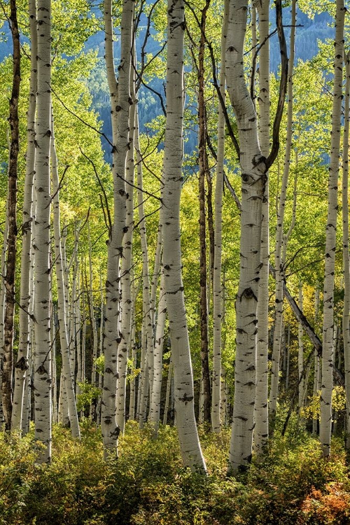 Picture of ASPEN TRUNKS II