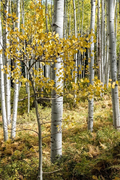 Picture of AUTUMN ASPENS III