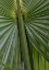 Picture of PALM DETAIL II