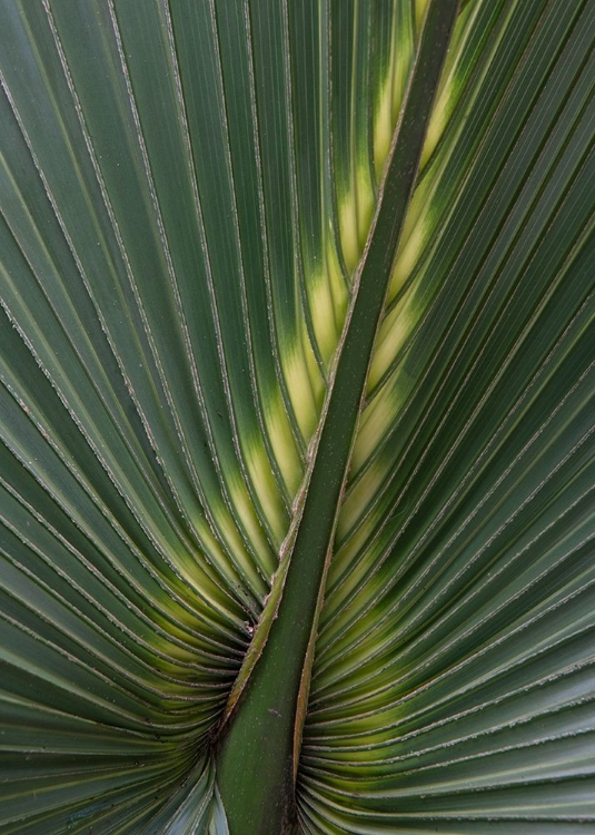 Picture of PALM DETAIL IV