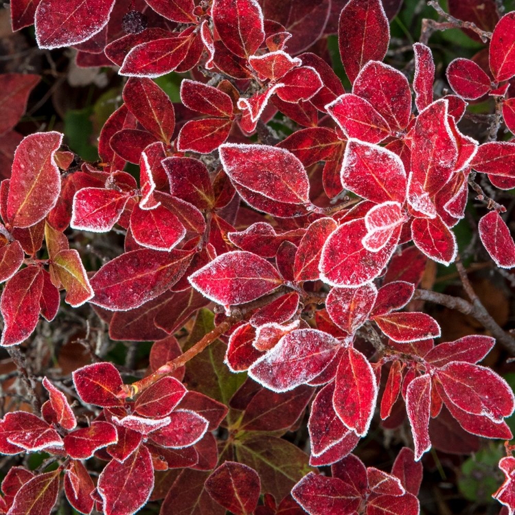 Picture of GROUND COVER III