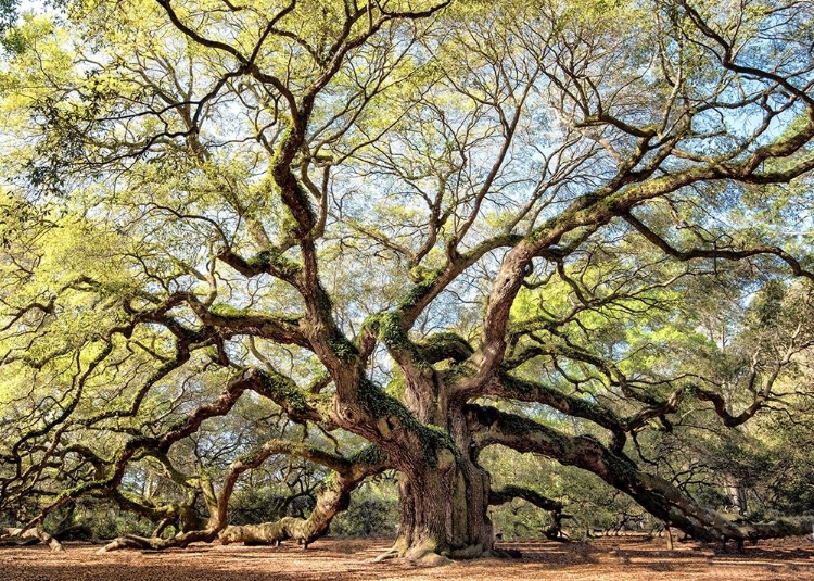 Picture of ANGEL OAK