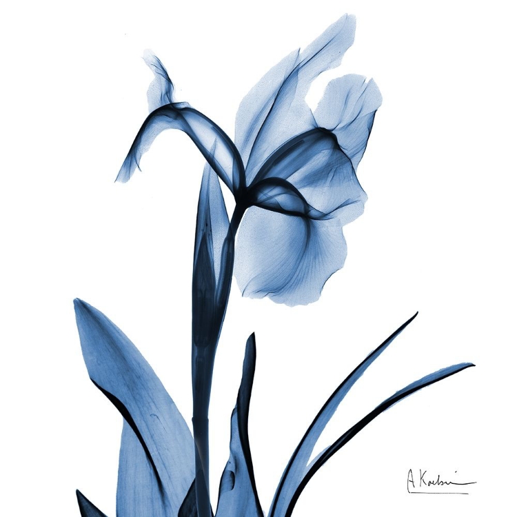 Picture of INDIGO IRIS