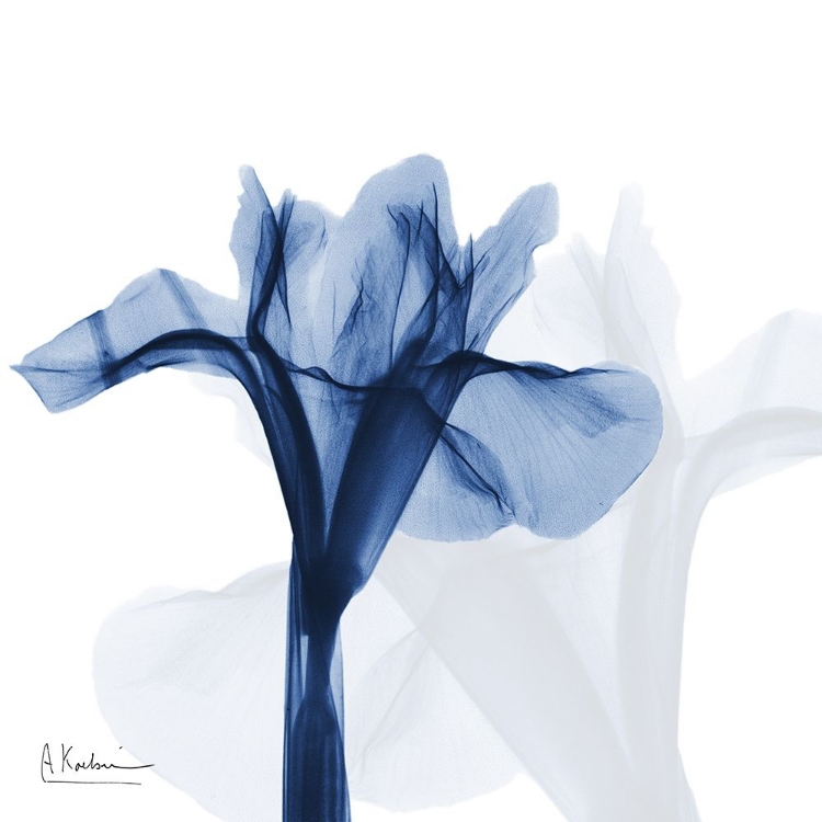 Picture of INDIGO INFUSED IRIS