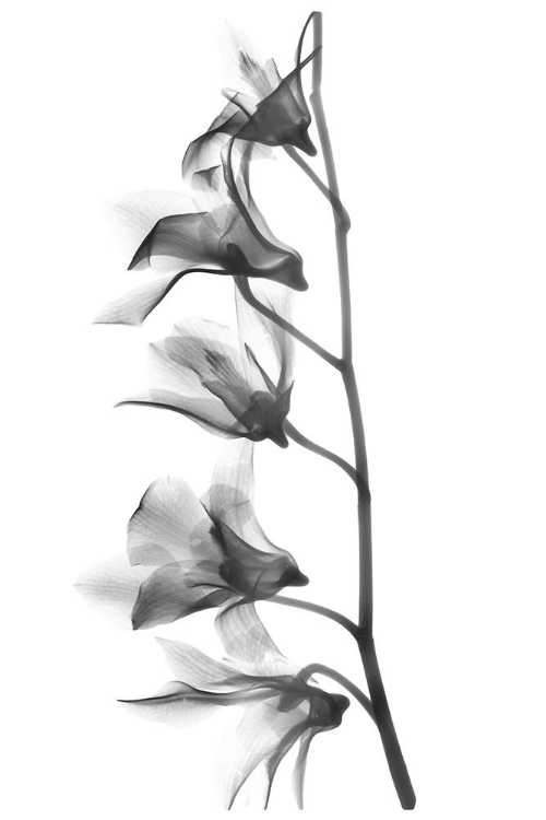 Picture of ORCHID