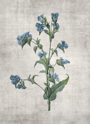 Picture of BLUE BOTANICAL 4