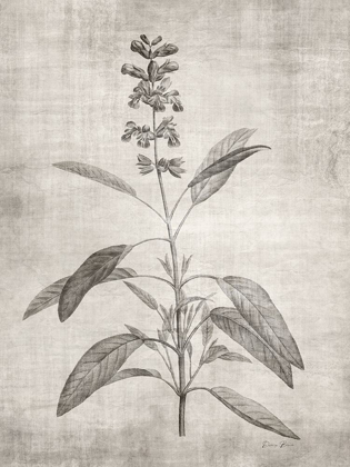 Picture of SEPIA BOTANICAL 1