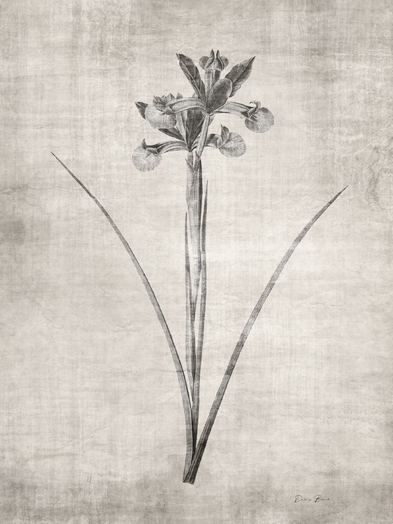 Picture of SEPIA BOTANICAL 2