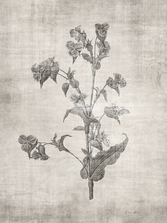 Picture of SEPIA BOTANICAL 4