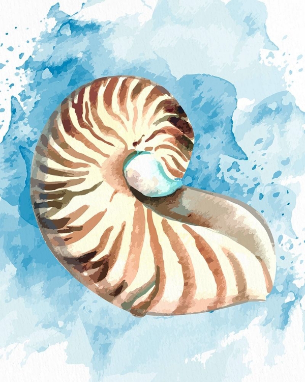 Picture of COAST SHELL 1