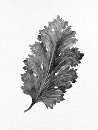 Picture of ACANTHUS LEAF 2