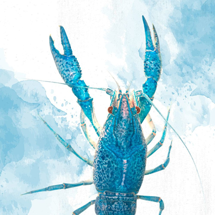 Picture of CRAYFISH