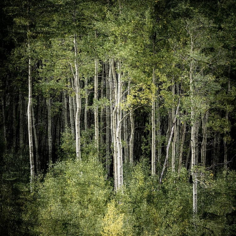 Picture of FOREST GREEN BIRCHES