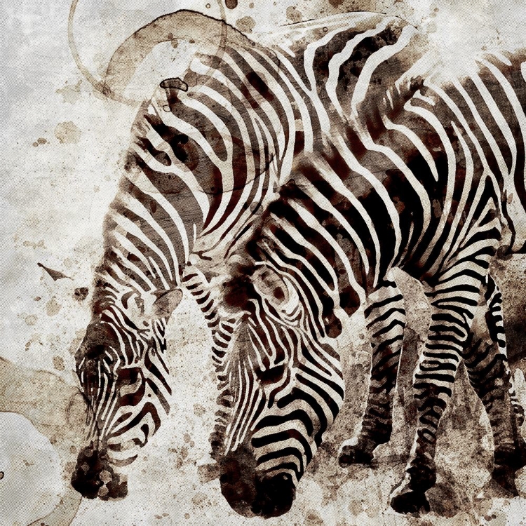 Picture of ZEBRAS