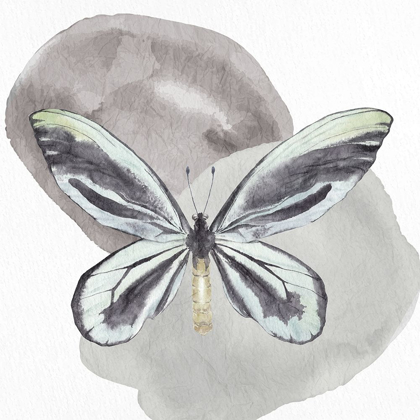 Picture of WATERCOLOR BUTTERFLY 2