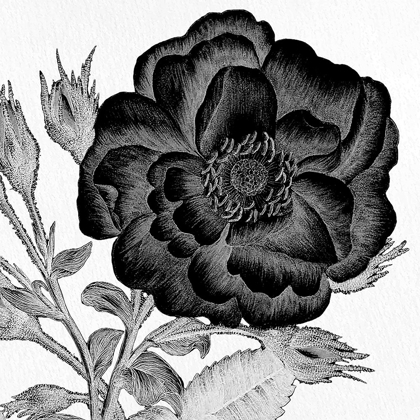 Picture of BLACK AND WHITE BLOOM 1