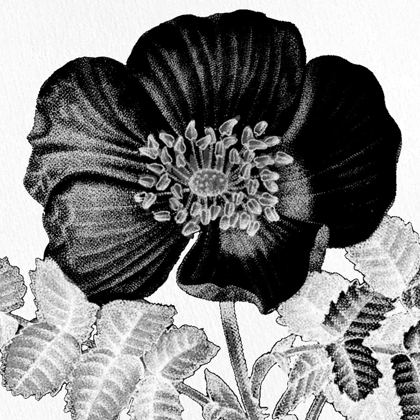 Picture of BLACK AND WHITE BLOOM 2