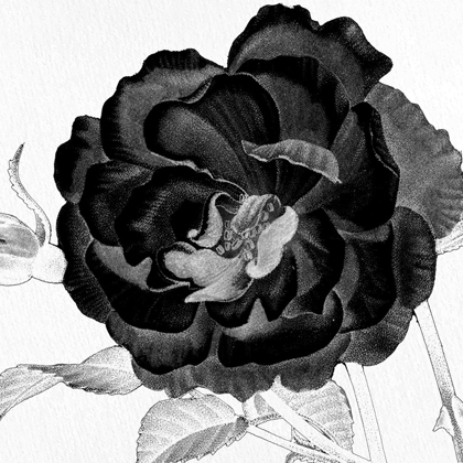 Picture of BLACK AND WHITE BLOOM 3