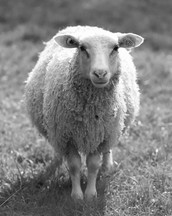 Picture of CUTE SHEEP