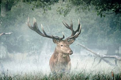 Picture of FRIEND OF THE FOREST