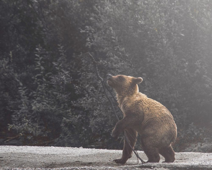 Picture of PLAYFUL CUB