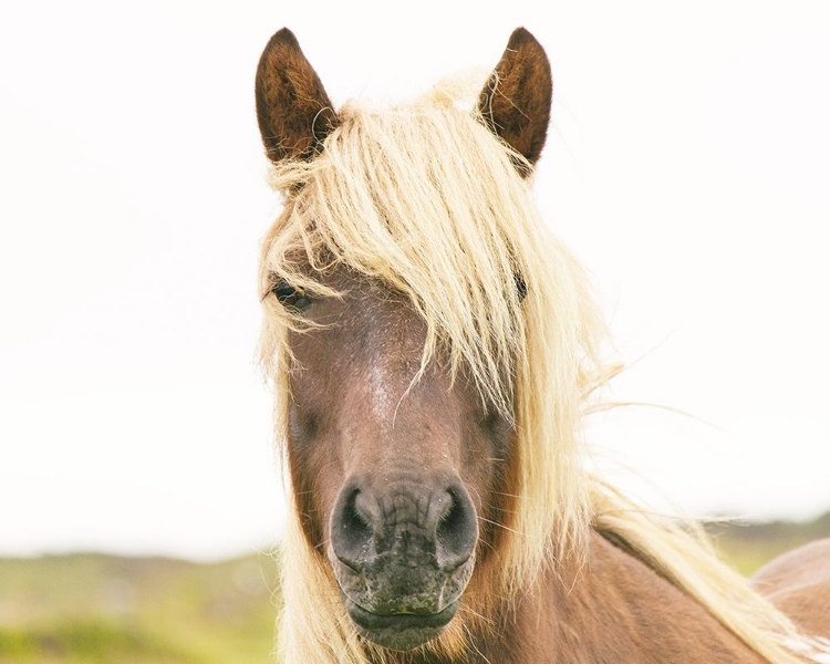 Picture of PRETTY HORSE