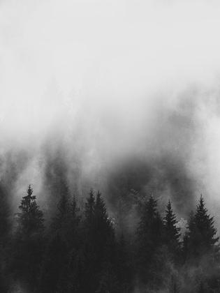 Picture of TREES AND SMOKE